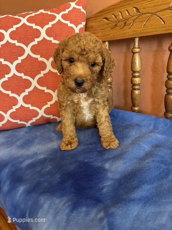Ava – Miniature Goldendoodle puppy for sale in Seneca, KS