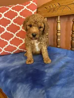 Ava, a female Miniature Goldendoodle for sale in Seneca, KS – 1 of 8