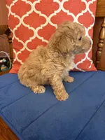 Oliver, a male Maltipoo for sale in Seneca, KS – 5 of 9