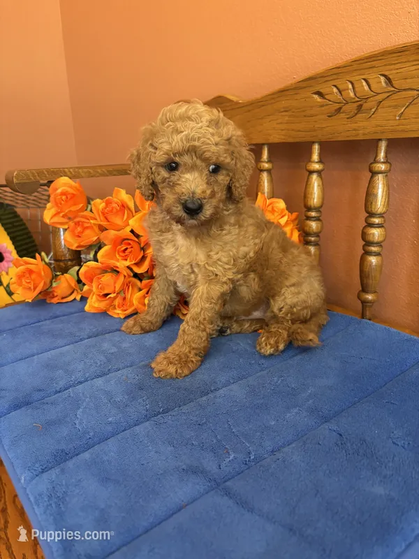 Charlie – Miniature Goldendoodle puppy for sale in Seneca, KS