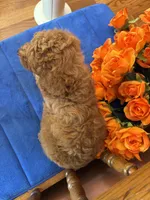 Charlie, a male Miniature Goldendoodle for sale in Seneca, KS – 8 of 10