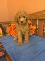 Trudy, a female Miniature Goldendoodle for sale in Seneca, KS – 2 of 10