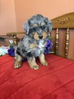 Dollie, a female Miniature Bernedoodle for sale in Seneca, KS – Photo 5 of 10