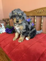 Dollie, a female Miniature Bernedoodle for sale in Seneca, KS – Photo 8 of 10