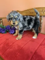 Dollie, a female Miniature Bernedoodle for sale in Seneca, KS – Photo 10 of 10