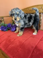 Dollie, a female Miniature Bernedoodle for sale in Seneca, KS – Photo 7 of 10