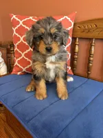 Dollie, a female Miniature Bernedoodle for sale in Seneca, KS – Photo 3 of 10