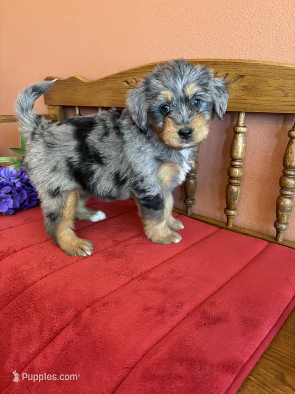 Dollie – Miniature Bernedoodle puppy for sale in Seneca, KS