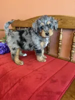 Dollie, a female Miniature Bernedoodle for sale in Seneca, KS – Photo 1 of 10