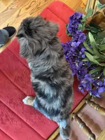 Dollie, a female Miniature Bernedoodle for sale in Seneca, KS – Photo 9 of 10