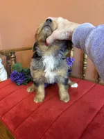 Dollie, a female Miniature Bernedoodle for sale in Seneca, KS – Photo 2 of 10