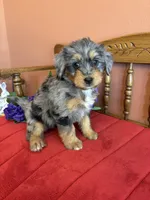 Dollie, a female Miniature Bernedoodle for sale in Seneca, KS – Photo 4 of 10