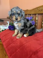 Dollie, a female Miniature Bernedoodle for sale in Seneca, KS – Photo 6 of 10