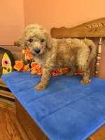 Charlie, a male Miniature Goldendoodle for sale in Seneca, KS – 7 of 10