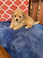 Axel, a male Maltipoo for sale in Seneca, KS – 4 of 7