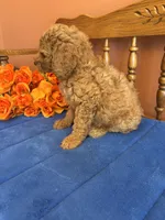 Trudy, a female Miniature Goldendoodle for sale in Seneca, KS – 7 of 8