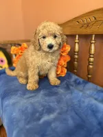 Ace, a male Miniature Goldendoodle for sale in Seneca, KS – 7 of 10