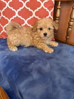 Axel, a male Maltipoo for sale in Seneca, KS – 6 of 7