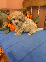 Romeo, a male Maltipoo for sale in Seneca, KS – 1 of 9