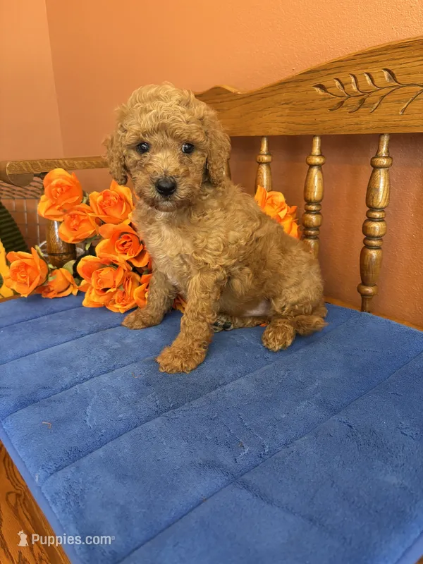 Charlie – Miniature Goldendoodle puppy for sale in Seneca, KS