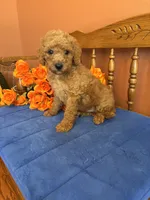 Charlie, a male Miniature Goldendoodle for sale in Seneca, KS – 3 of 10