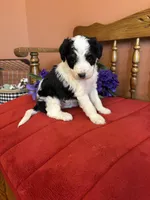 Roxie, a female Miniature Bernedoodle for sale in Seneca, KS – 4 of 10