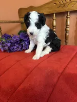 Roxie, a female Miniature Bernedoodle for sale in Seneca, KS – 9 of 10