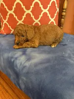 Nemo, a male Miniature Goldendoodle for sale in Seneca, KS – 3 of 7