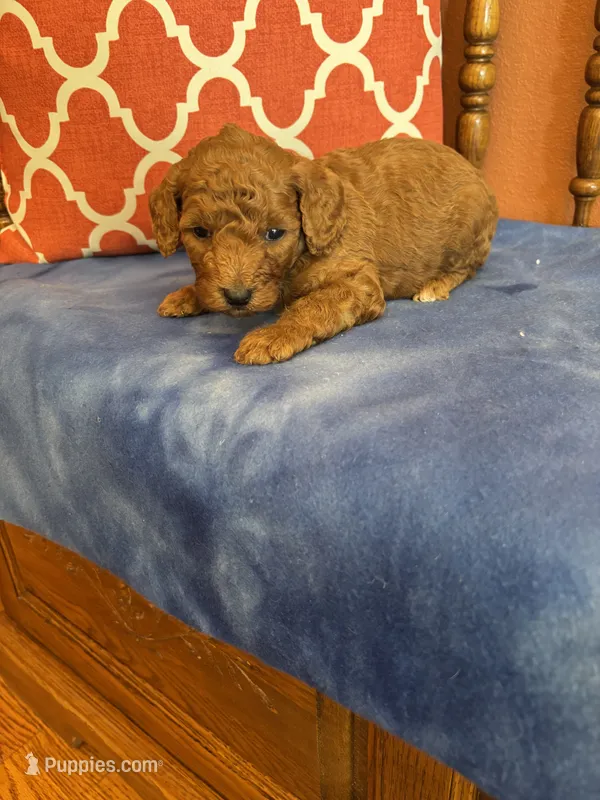 Nemo – Miniature Goldendoodle puppy for sale in Seneca, KS