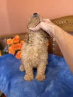 Ace, a male Miniature Goldendoodle for sale in Seneca, KS – 2 of 10