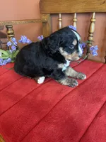 Apollo, a male Miniature Bernedoodle for sale in Seneca, KS – Photo 4 of 9