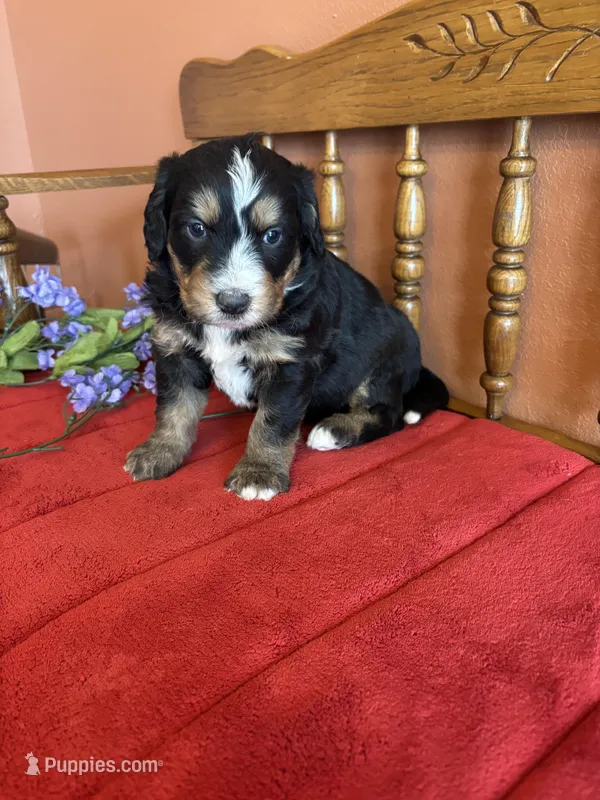 Apollo – Miniature Bernedoodle puppy for sale in Seneca, KS