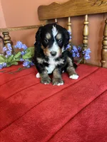 Apollo, a male Miniature Bernedoodle for sale in Seneca, KS – Photo 9 of 9