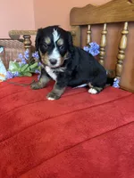 Apollo, a male Miniature Bernedoodle for sale in Seneca, KS – Photo 8 of 9