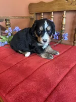 Apollo, a male Miniature Bernedoodle for sale in Seneca, KS – Photo 5 of 9