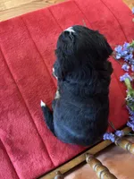 Apollo, a male Miniature Bernedoodle for sale in Seneca, KS – Photo 2 of 9