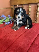 Apollo, a male Miniature Bernedoodle for sale in Seneca, KS – Photo 7 of 9