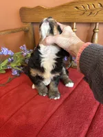 Apollo, a male Miniature Bernedoodle for sale in Seneca, KS – Photo 3 of 9