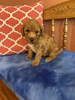 Ava, a female Miniature Goldendoodle for sale in Seneca, KS – 2 of 8