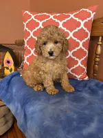 Cooper , a male Miniature Goldendoodle for sale in Seneca, KS – 2 of 9