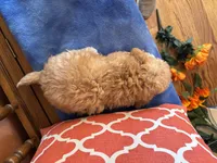 Axel, a male Maltipoo for sale in Seneca, KS – 2 of 7