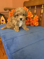 Bandit, a male Maltipoo for sale in Seneca, KS – 5 of 10