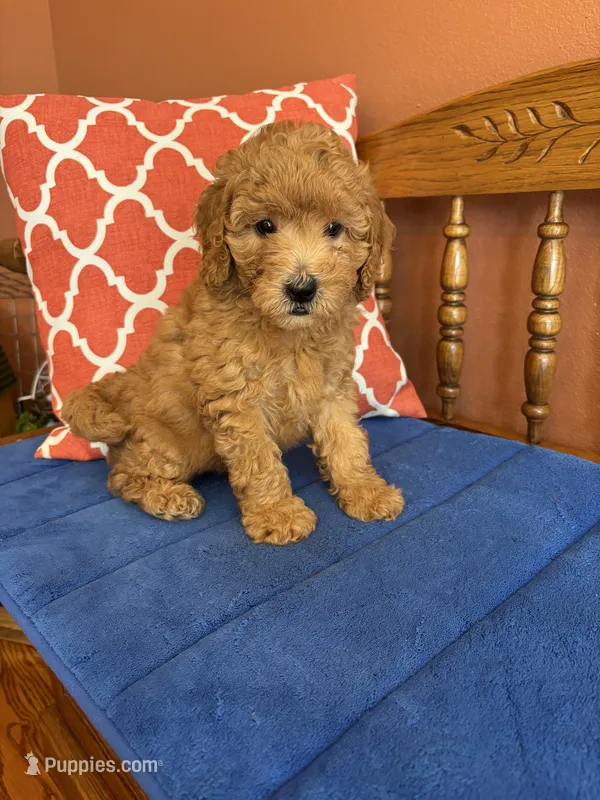 Roscoe – Miniature Goldendoodle puppy for sale in Seneca, KS
