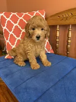 Roscoe, a male Miniature Goldendoodle for sale in Seneca, KS – 1 of 10