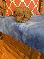 Nemo, a male Miniature Goldendoodle for sale in Seneca, KS – 2 of 7