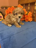 Bandit, a male Maltipoo for sale in Seneca, KS – 6 of 10