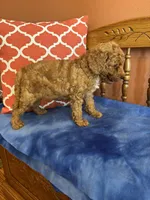 Ava, a female Miniature Goldendoodle for sale in Seneca, KS – 6 of 8