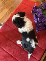 Roxie, a female Miniature Bernedoodle for sale in Seneca, KS – 8 of 10