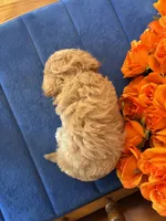 Bella, a female Maltipoo for sale in Seneca, KS – 7 of 10