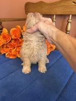 Bella, a female Maltipoo for sale in Seneca, KS – 2 of 10